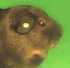 agouti dore satin.jpg