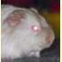 Race Cobaye Shelty Agouti