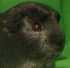 Race Cobaye Satin Agouti Argente
