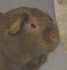 Race Cobaye Satin Beige