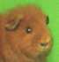 Race Teddy Fauve