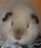 teddy